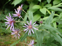 Canadanthus modestus