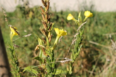 Oenothera biennis