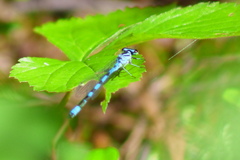 Coenagrion hastulatum