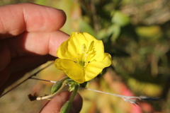 Oenothera biennis