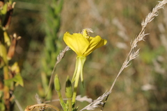 Oenothera biennis