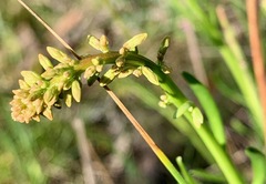 Stackhousia viminea