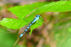 Coenagrion hastulatum