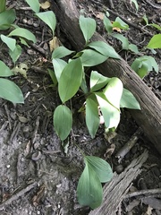 Convallaria majalis