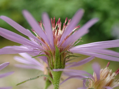 Canadanthus modestus