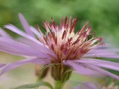 Canadanthus modestus