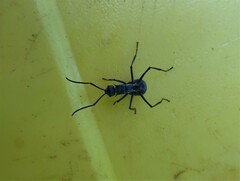 Polyrhachis schistacea