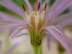 Canadanthus modestus