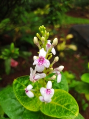 Pseuderanthemum carruthersii