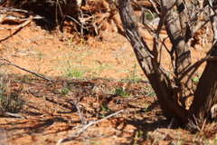 Aphelocephala leucopsis