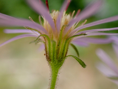 Canadanthus modestus