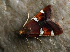 Pyralis cardinalis
