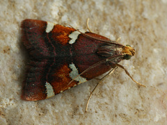 Pyralis cardinalis