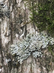 Physconia subpallida