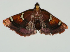 Pyralis cardinalis