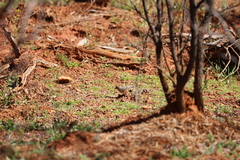 Aphelocephala leucopsis
