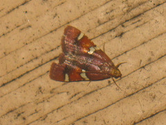 Pyralis cardinalis