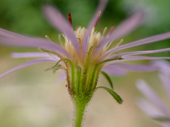 Canadanthus modestus