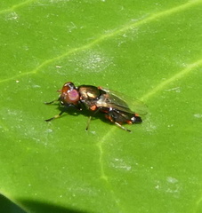 Physiphora alceae