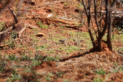 Aphelocephala leucopsis