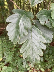 Scandosorbus