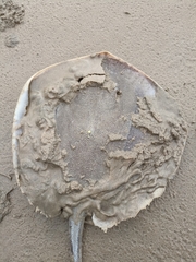 Maculabatis pastinacoides