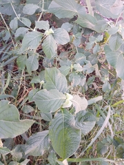 Achyranthes