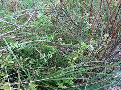 Galium broterianum