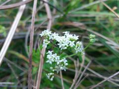 Galium broterianum