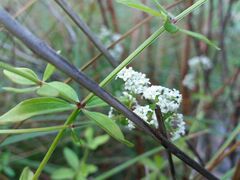 Galium broterianum