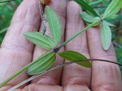 Galium broterianum