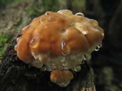 Pseudoinonotus dryadeus
