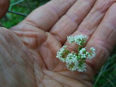 Galium broterianum