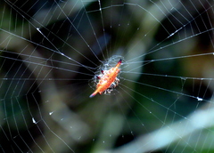 Gasteracantha