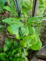 Hyla japonica
