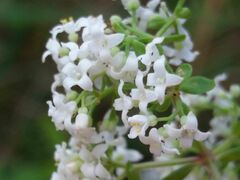 Galium broterianum