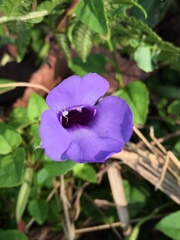 Torenia concolor