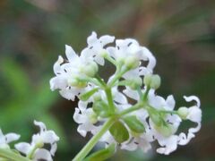 Galium broterianum