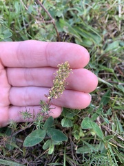 Galium verum