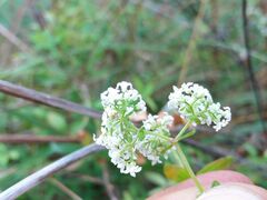 Galium broterianum