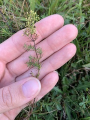 Galium verum