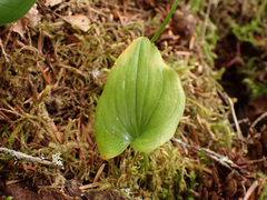 Maianthemum dilatatum