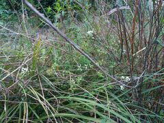 Galium broterianum