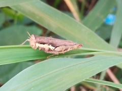 Pseudoxya diminuta