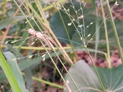 Pseudoxya diminuta