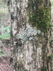 Physconia subpallida