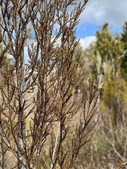 Dacrycarpus dacrydioides