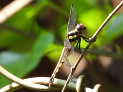 Orthetrum triangulare