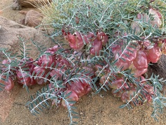 Lessertia frutescens