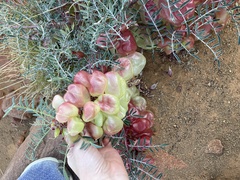 Lessertia frutescens